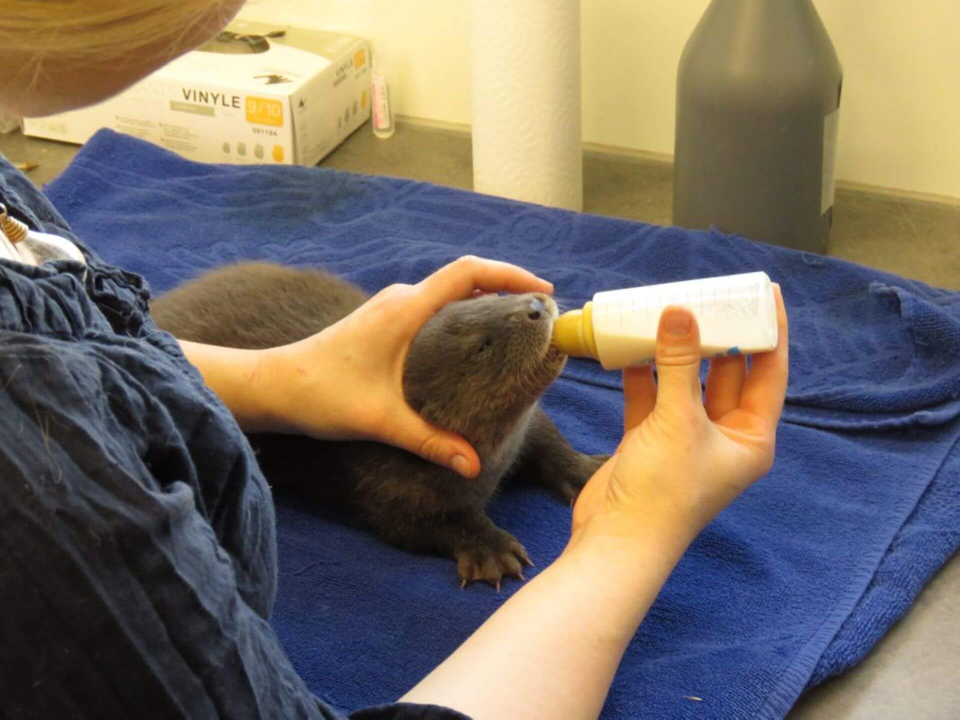 nourrissage du loutron