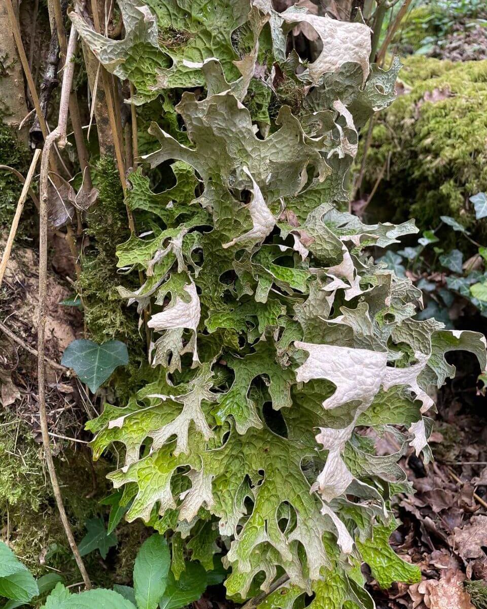 Lichen