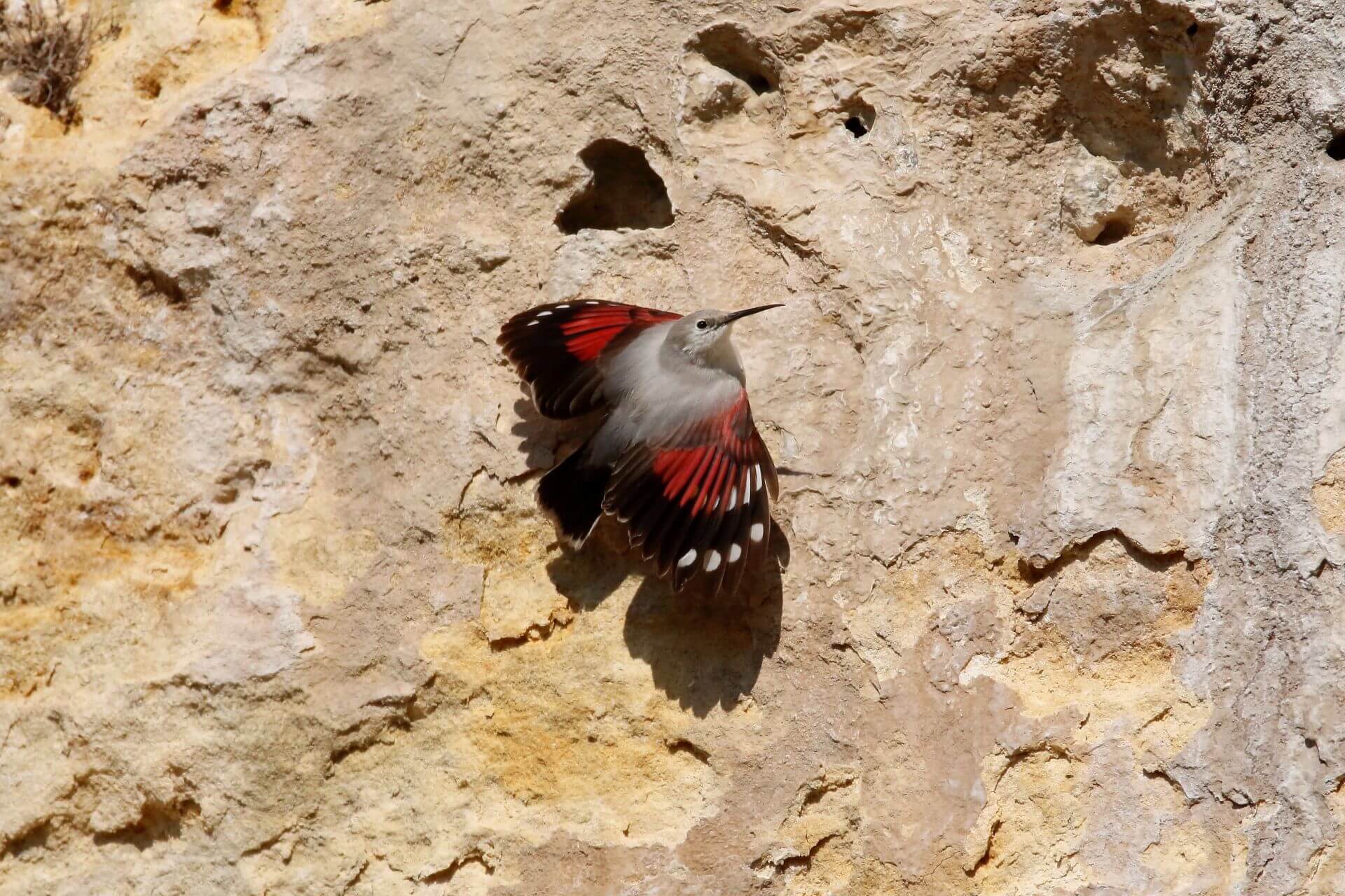 Tichodrome échelette