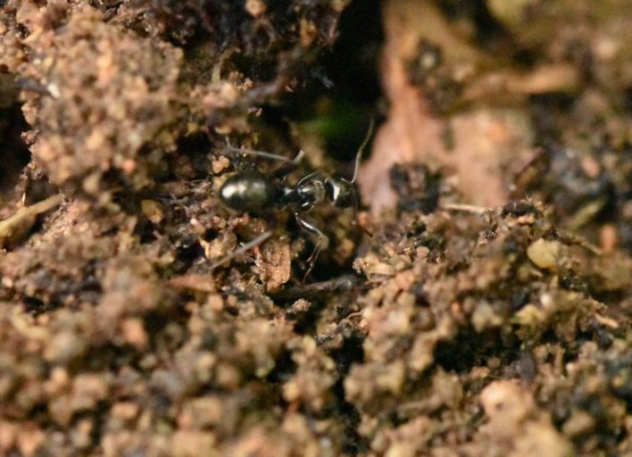 Fourmis noires (Lasius niger)