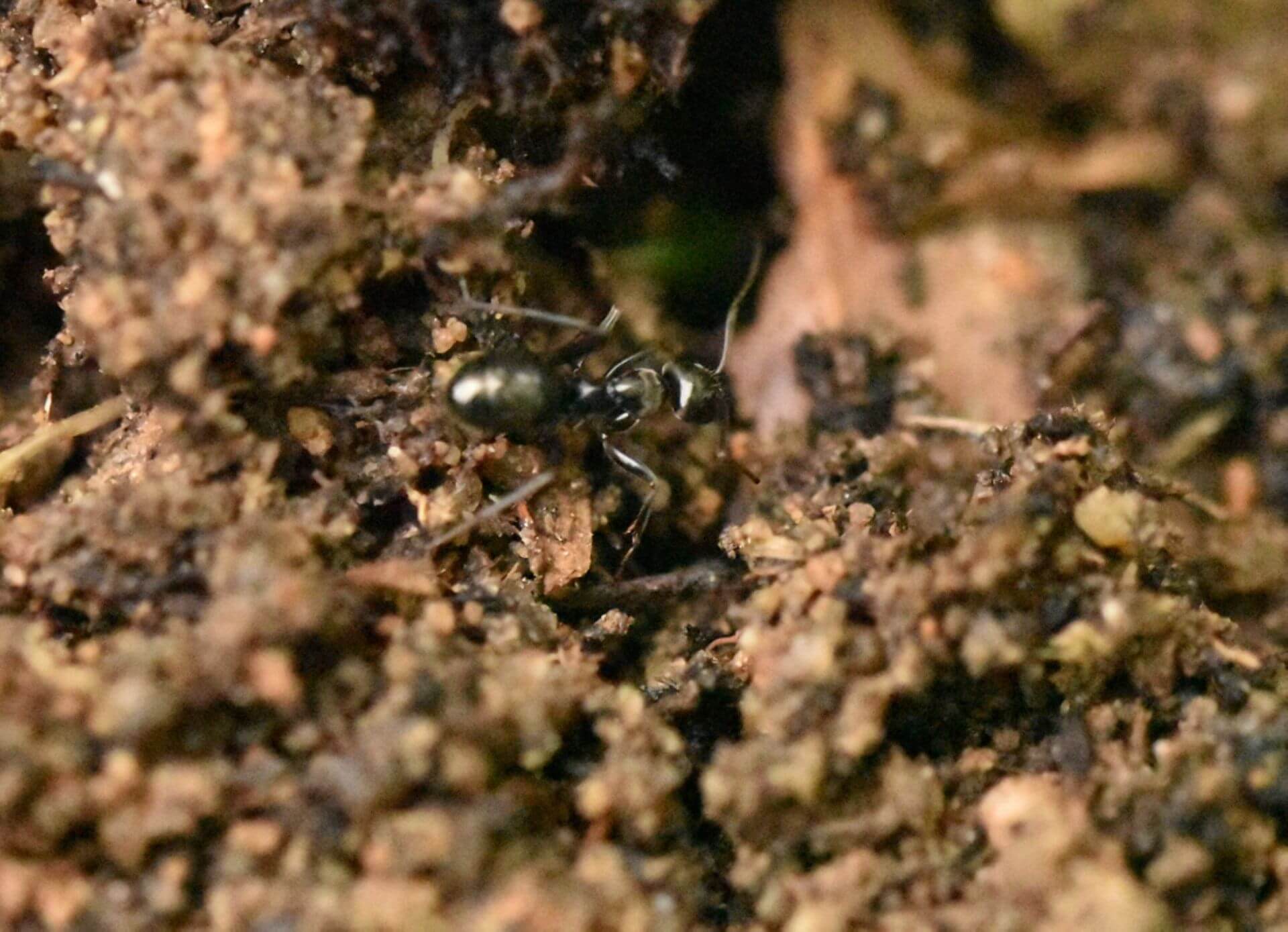 Fourmis noires (Lasius niger)