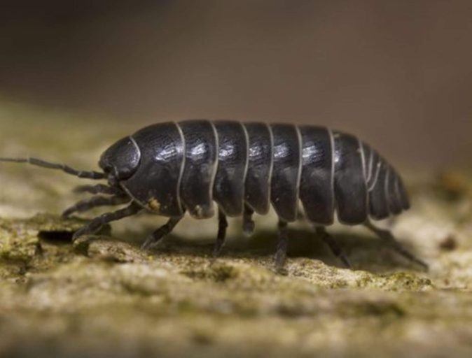 Armadillidium vulgare