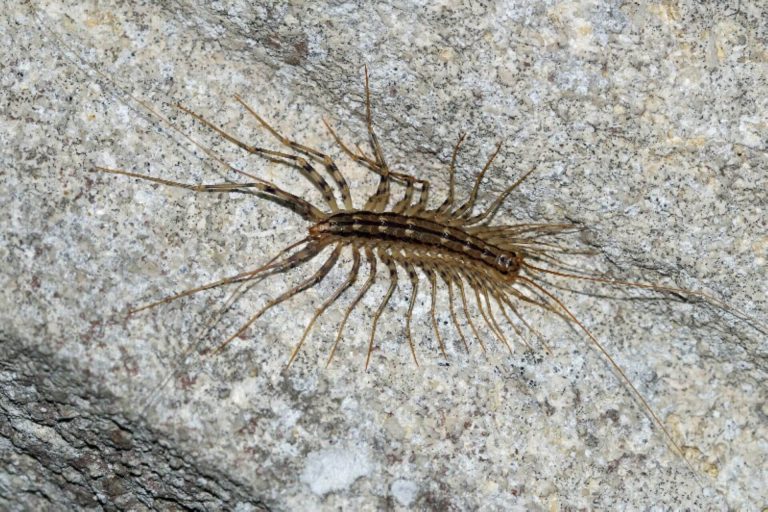 La scutigère véloce (Scutigera coleoptrata)