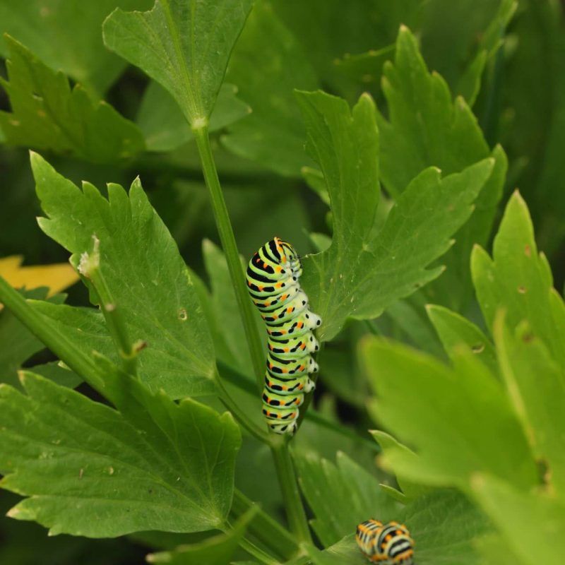 Chenille de Machaon sur céleri vivace
