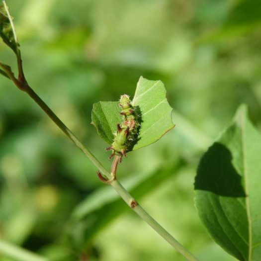 Chenille de Sylvain azuré sur Arbre aux faisans