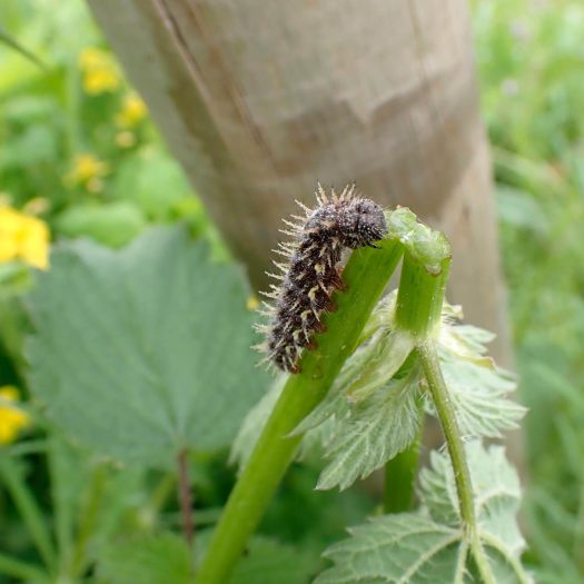 Chenille de Vulcain sur ortie