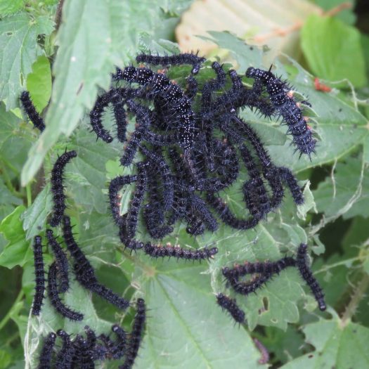 Chenilles de Paon du jour sur ortie