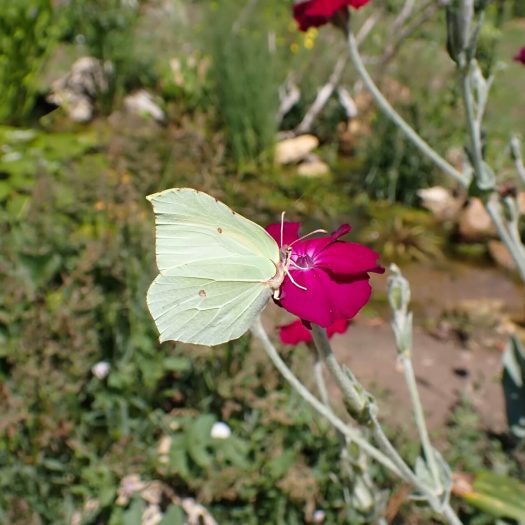 Citron sur coquelourde
