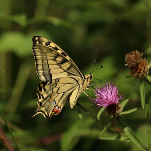 Machaon sur centaurée