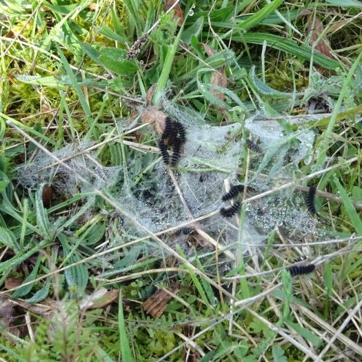 Mélitée du plantain sur plantain