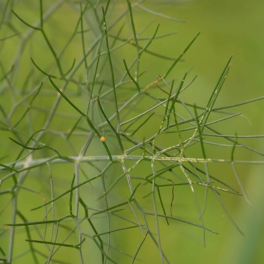 Oeuf de Machaon sur fenouil