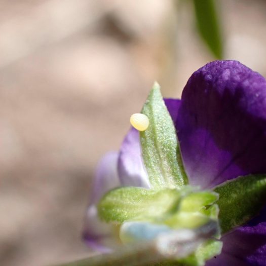Oeuf de Petit nacré sur pensée