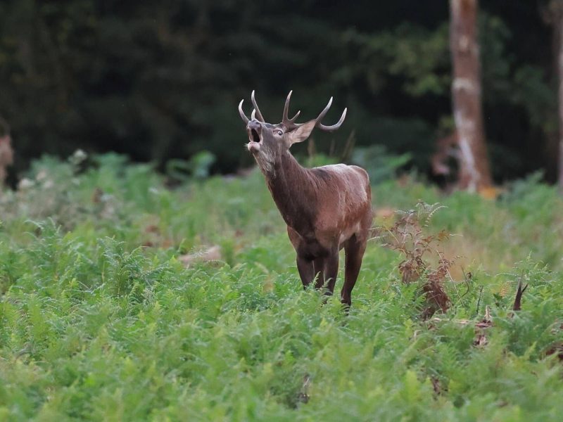 Brame du Cerf élaphe