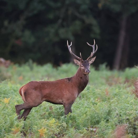 Cerf élaphe (Cervus elaphus)