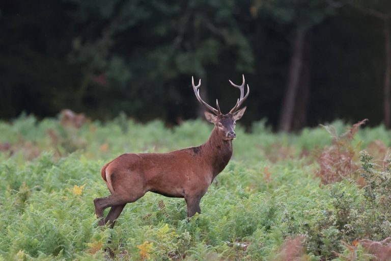 Cerf élaphe (Cervus elaphus)