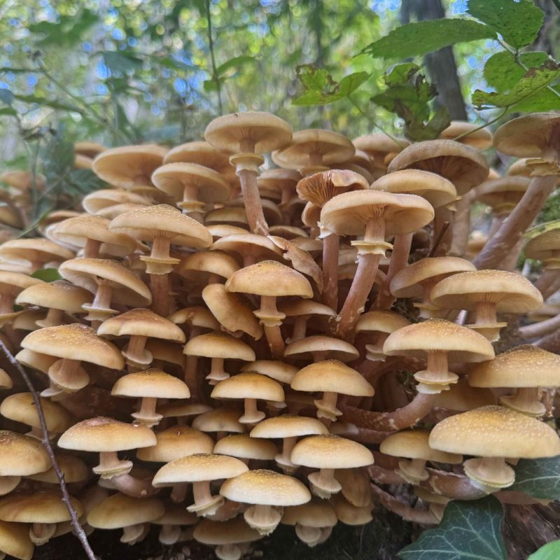 Armillaria mellea