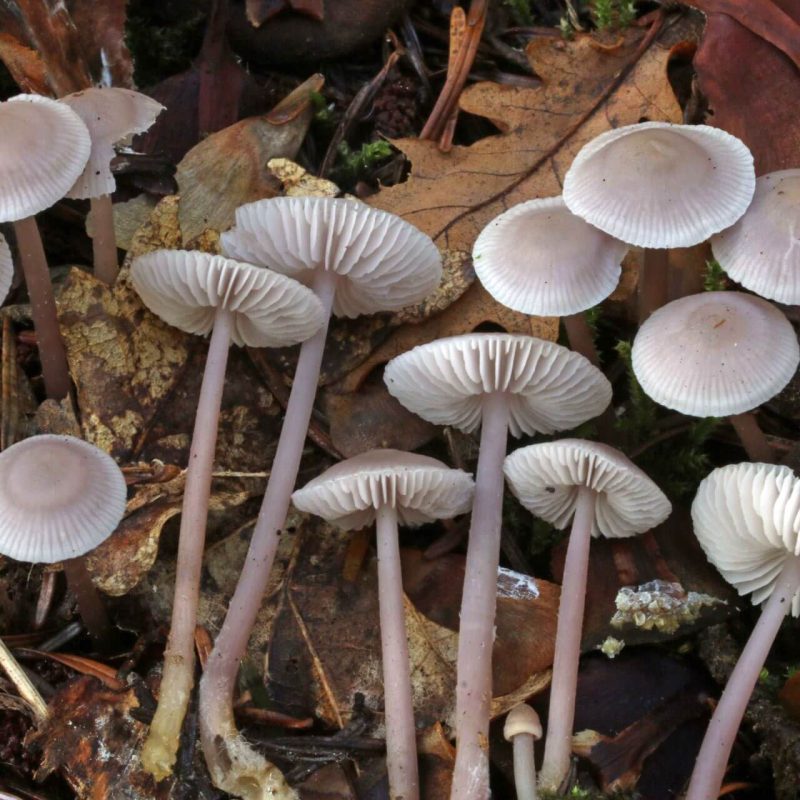 Mycena pura