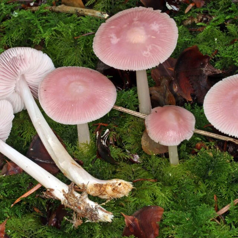 Mycena rosea
