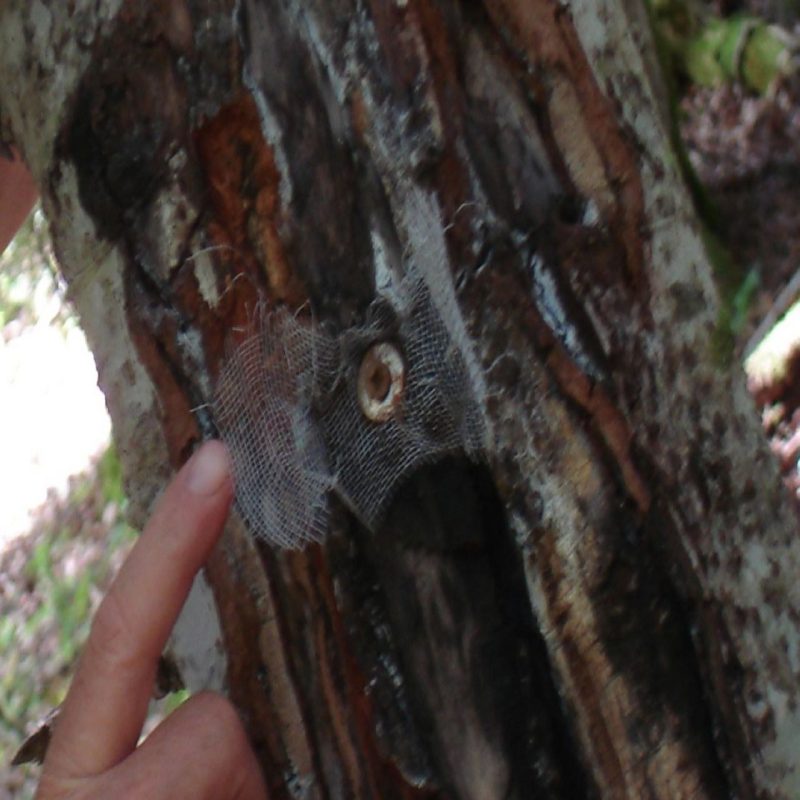 ancien système de piège à poils