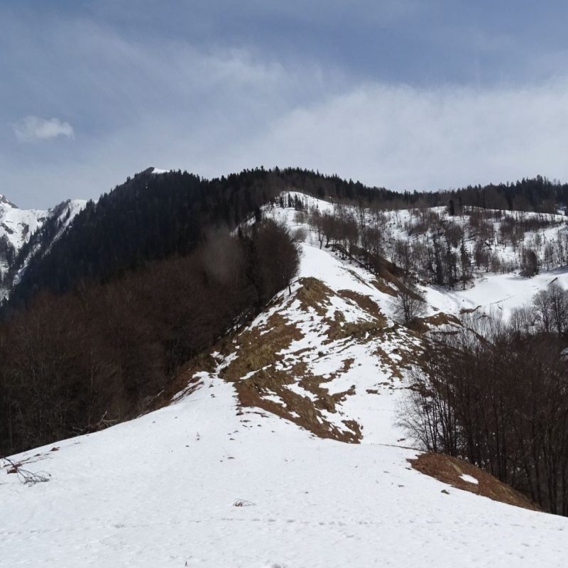 forêt à ours sur Etsaut