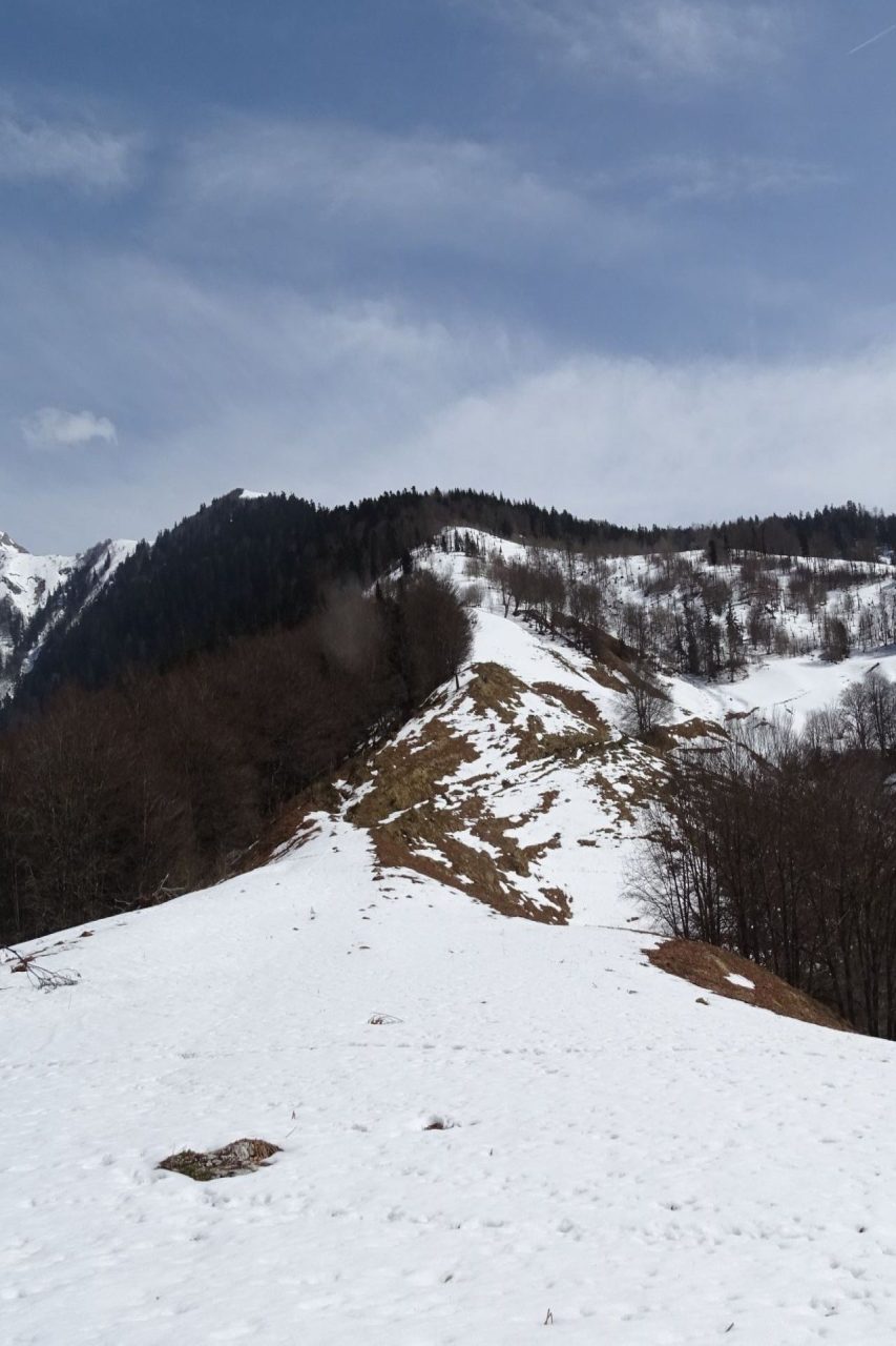 forêt à ours sur Etsaut