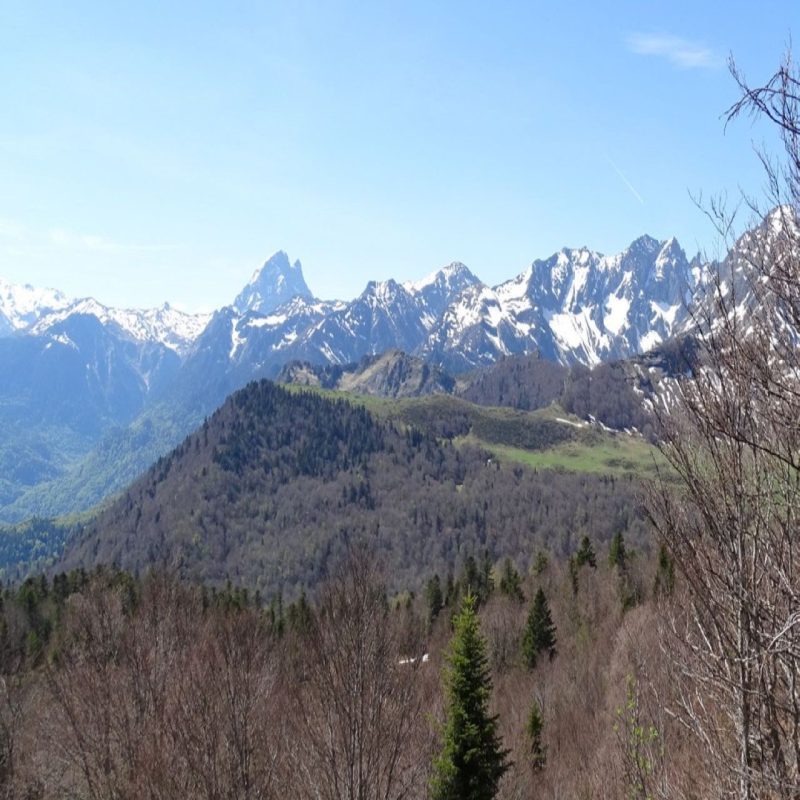 forêt sur Laruns, Ancien secteur à Cannelle