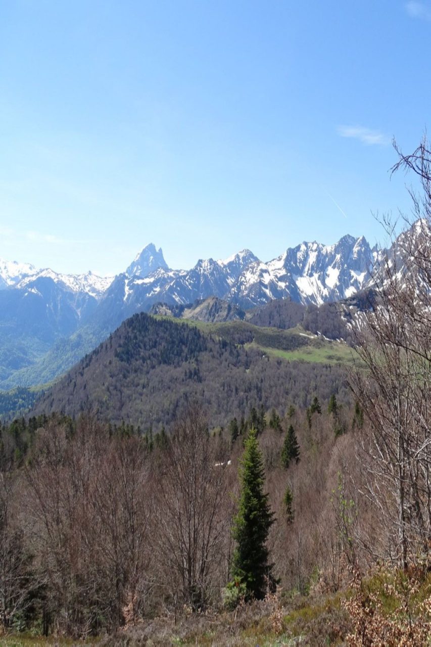 forêt sur Laruns, Ancien secteur à Cannelle