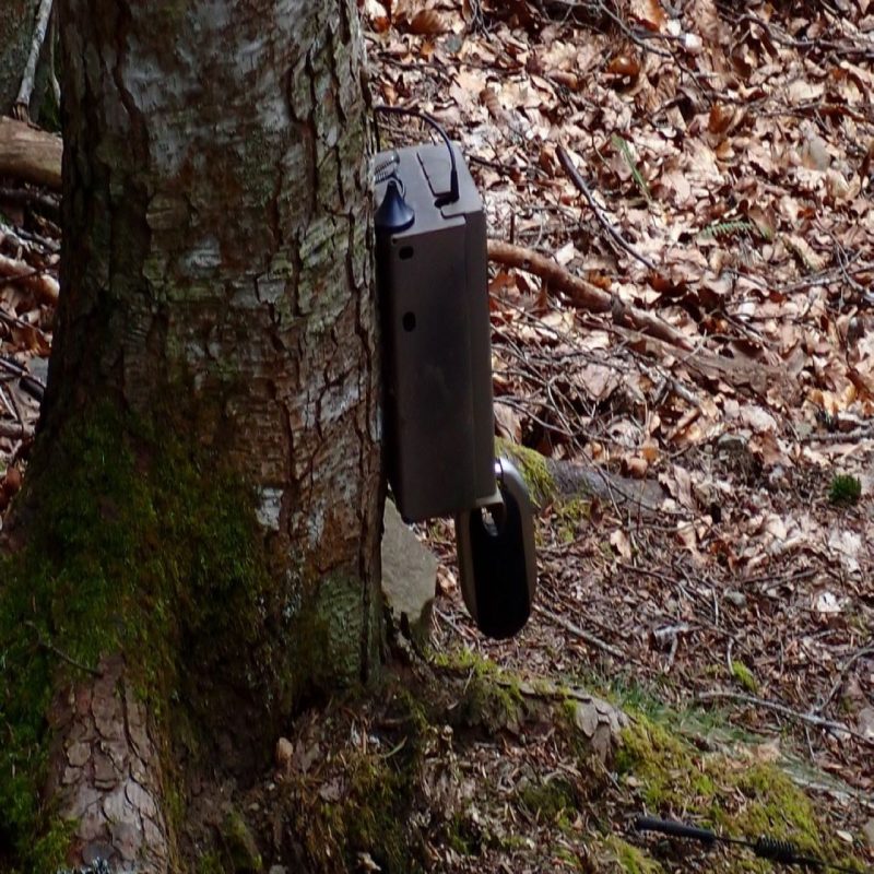 piège photographique