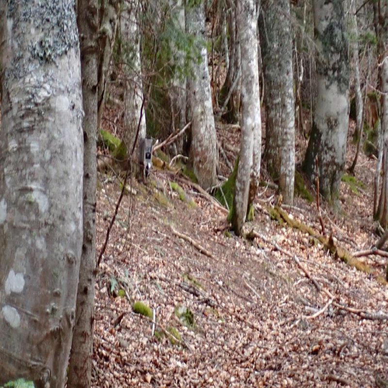 piste à ours avec le piège photographique