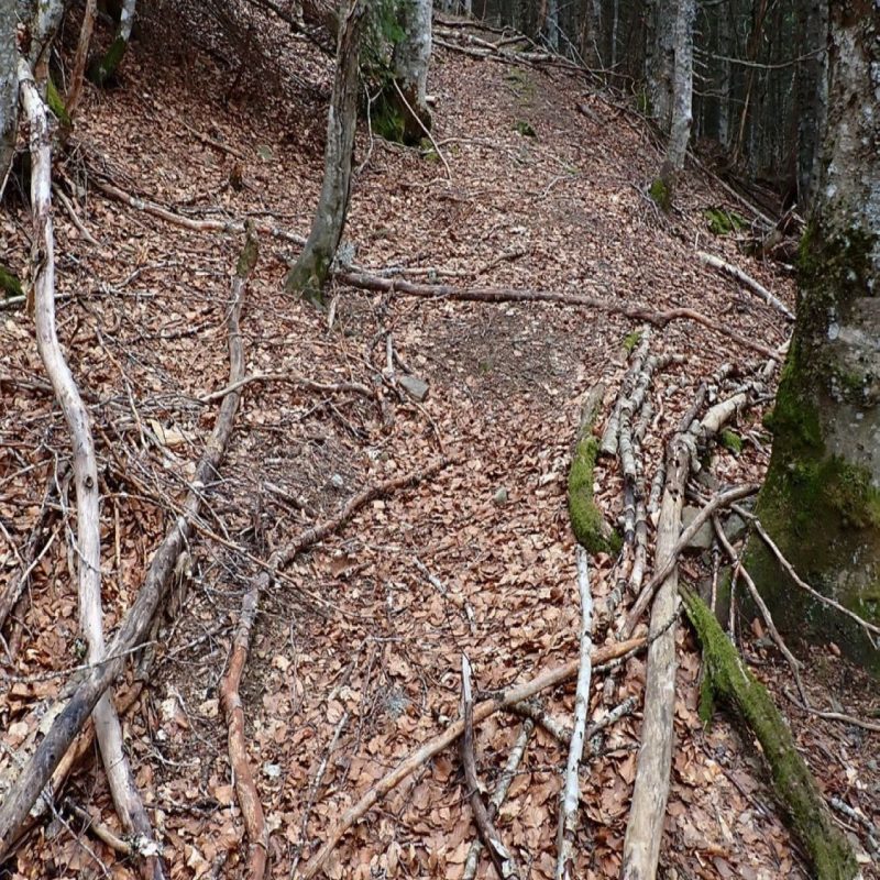 piste à ours avec piège à poils