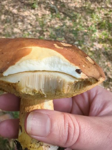 Bolet des Chênes verts