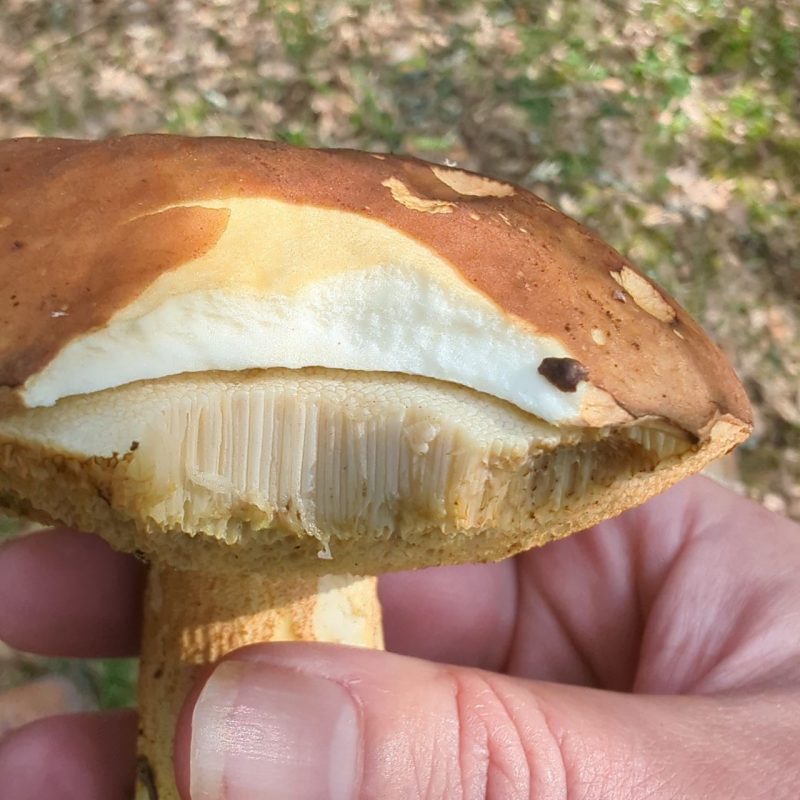 Bolet des Chênes verts