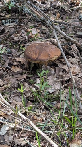 Bolet des Chênes verts