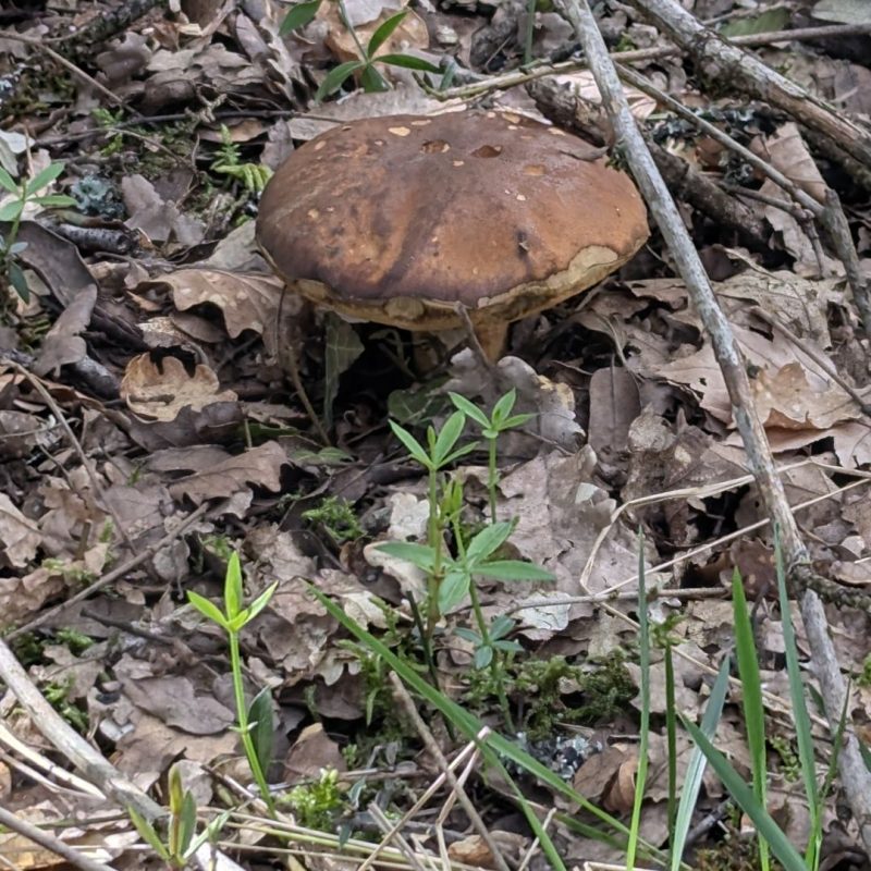 Bolet des Chênes verts