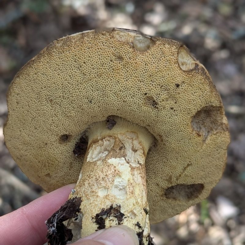 Bolet des Chênes verts