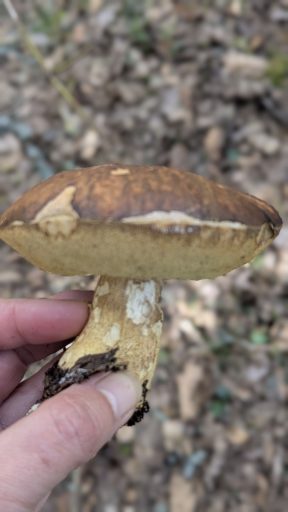 Bolet des Chênes verts