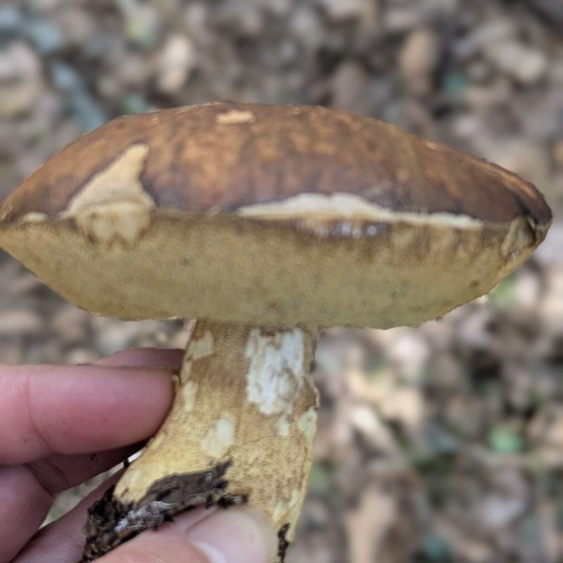 Bolet des Chênes verts