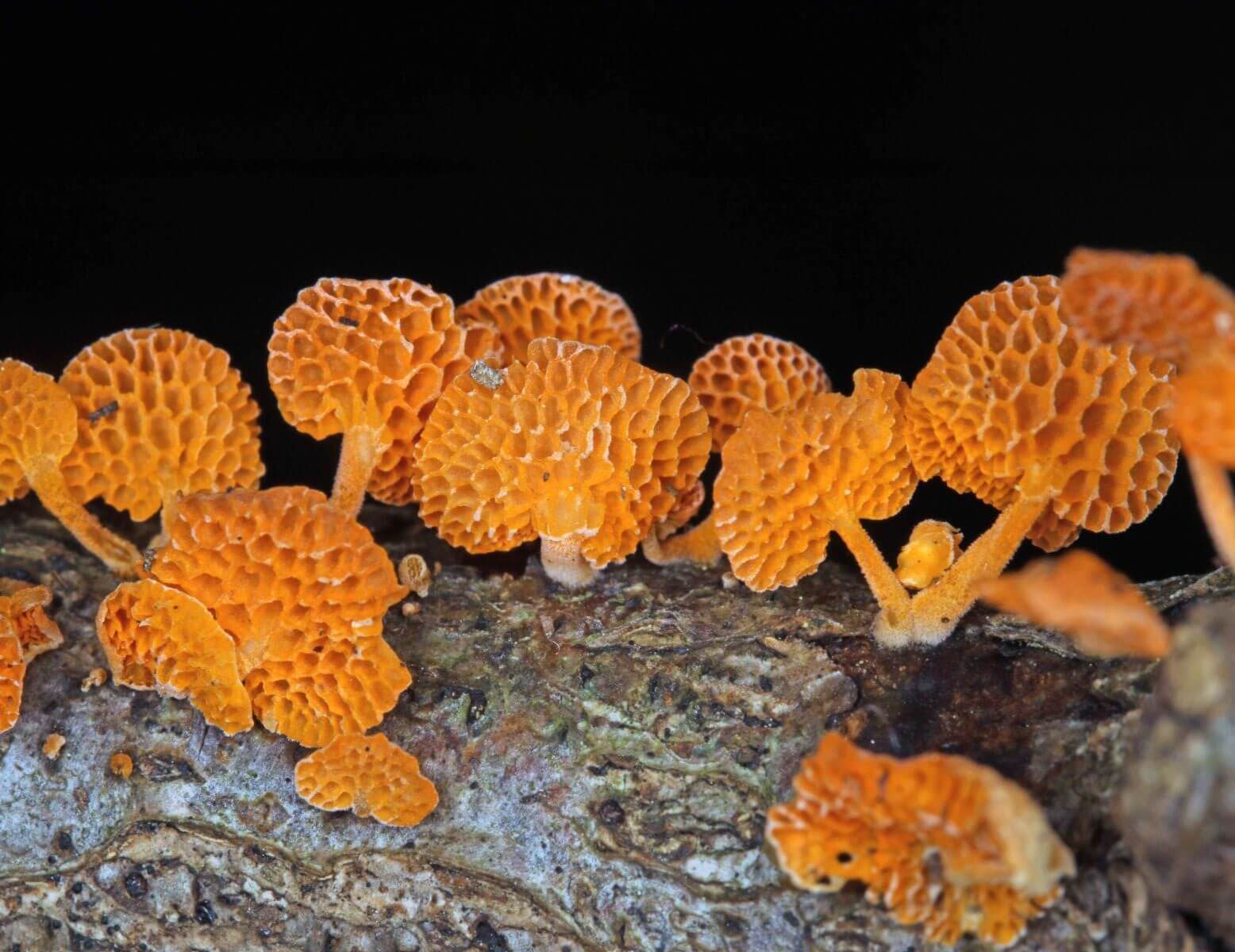 Favolaschia claudopus