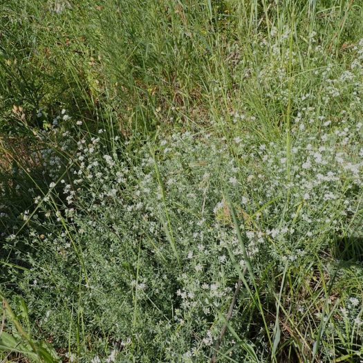 Badasse (Dorycnium pentaphyllum)-Nathalie_Verger