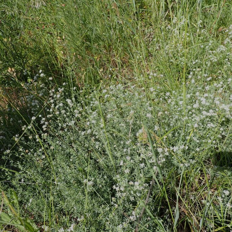 Badasse (Dorycnium pentaphyllum)-Nathalie_Verger