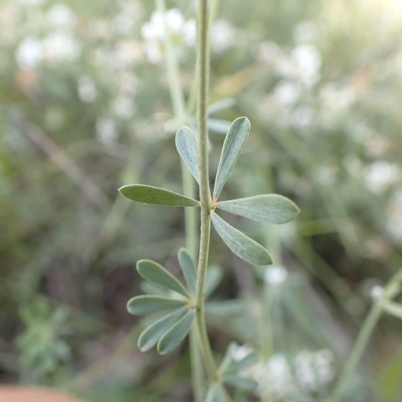 Dorycnie à 5 folioles ou Badasse (Dorycnium pentaphyllum)-Nathalie_Verger