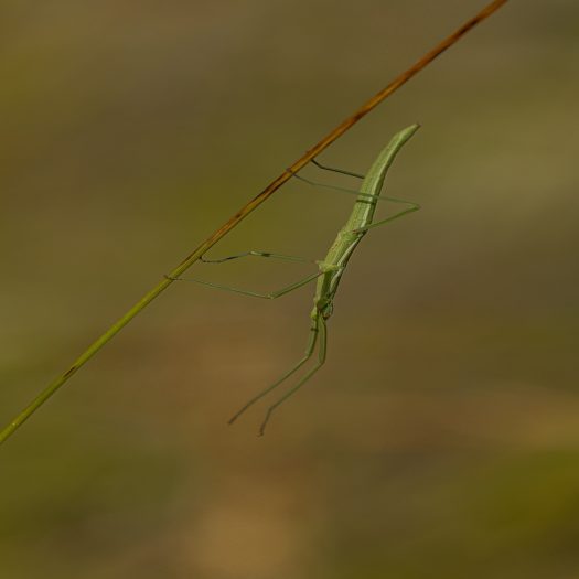 Phasme espagnol (Leptynia hispanica)-Didier_Verger