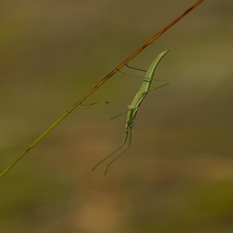 Phasme espagnol (Leptynia hispanica)-Didier_Verger