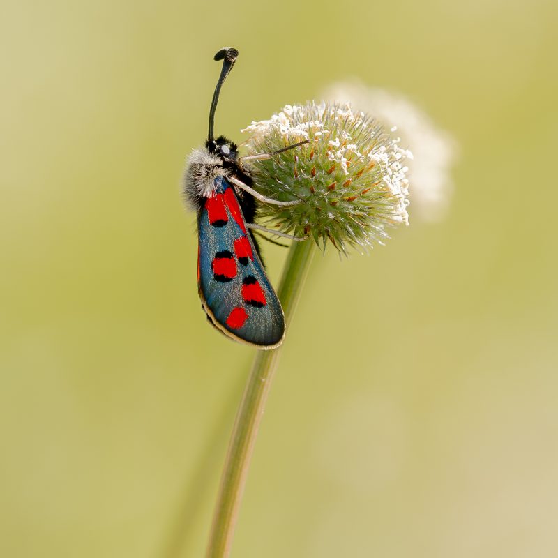 Zygène cendrée (Zygaena rhadamanthus)-Didier_Verger