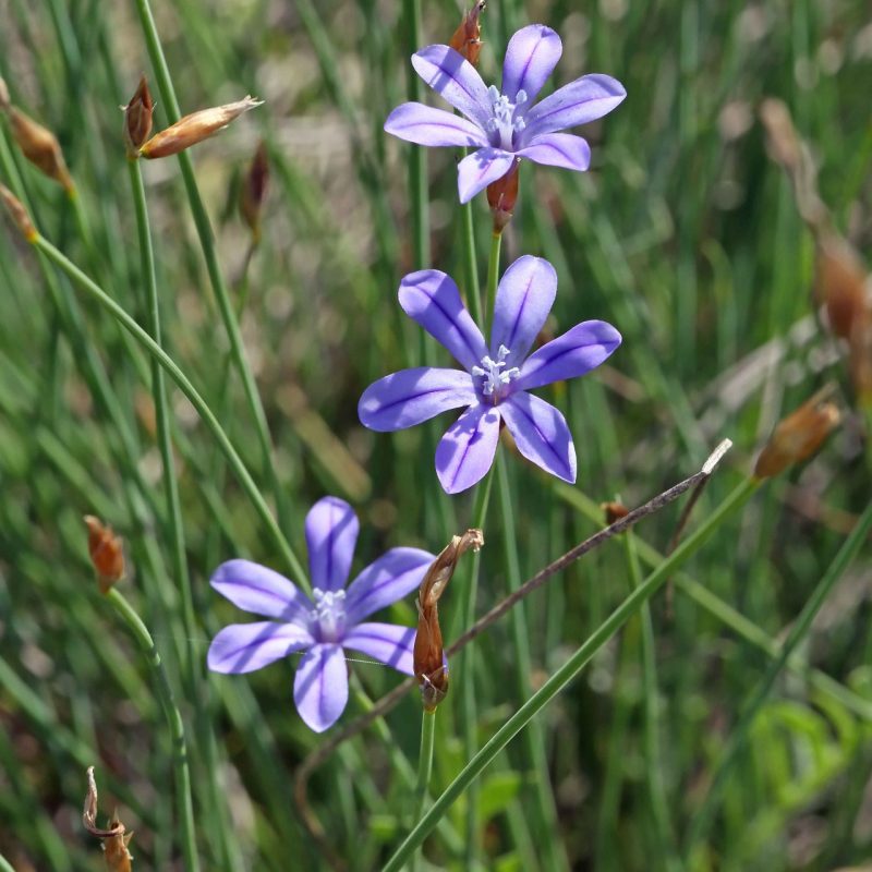 Aphyllanthes_monspeliensis-Guillaume_Eyssartier