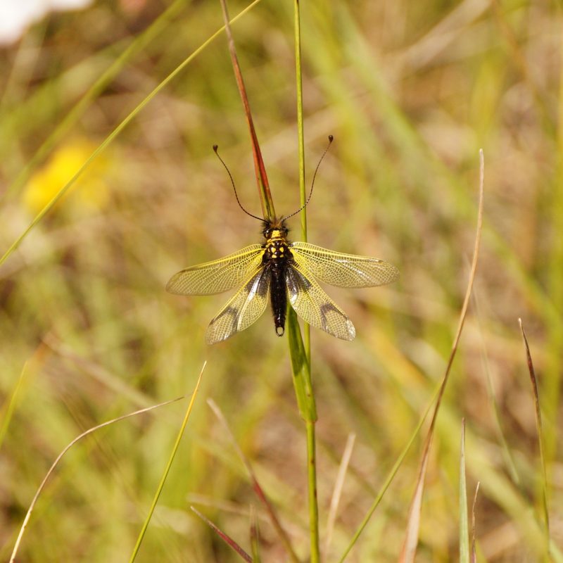 Ascalaphe_ambré-(Libelloides_longicornis)-Anaïs_Liévin