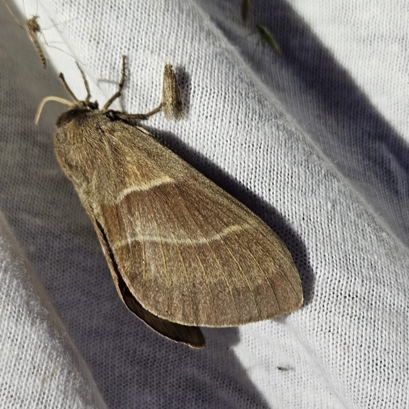 Bombyx_de_la_ronce-(Macrothylacia_rubi)-Nathalie_Verger