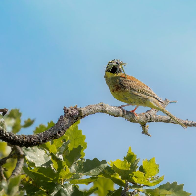 Bruant_zizi-(Emberiza_cirlus)-Didier_Verger