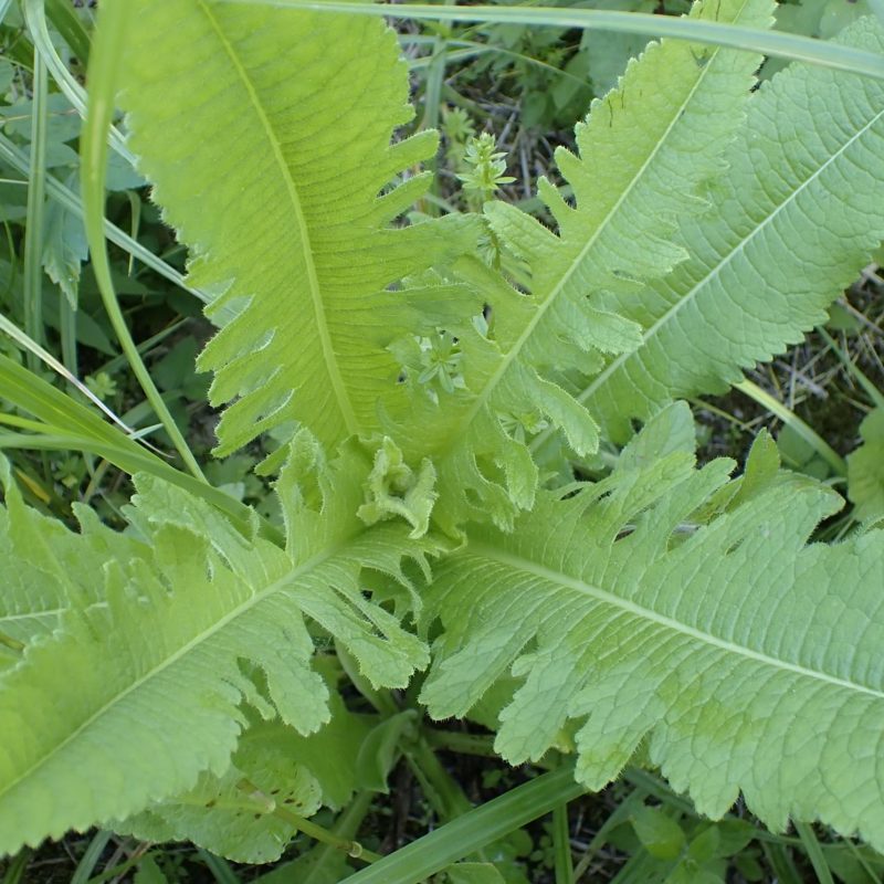 Cardère_laciniée-(Dipsacus_laciniatus)-Nathalie_Verger