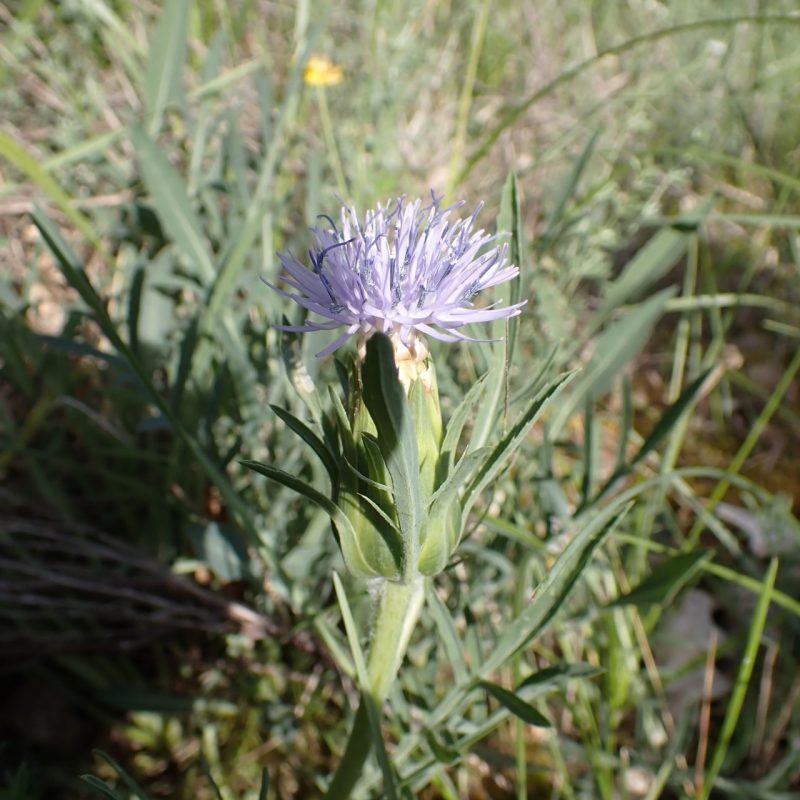 Cardoncelle_molle (Carthamus_mitissimus)-Nathalie_Verger